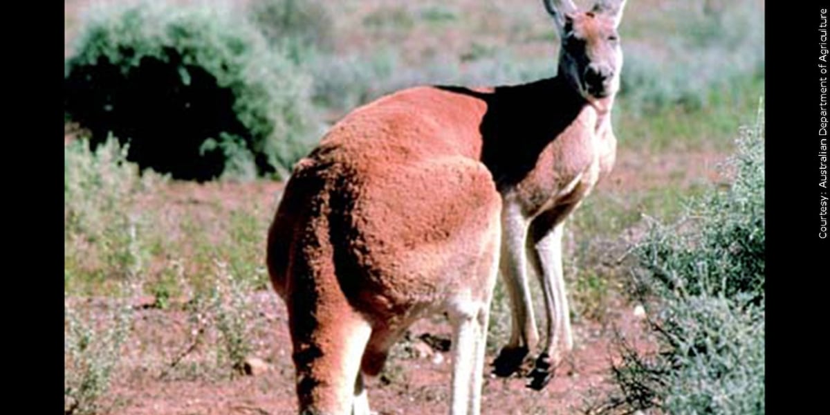 Missing kangaroo found in Richmond