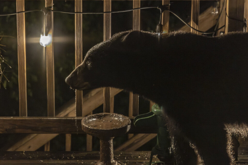 a black bear on a porch, side profile