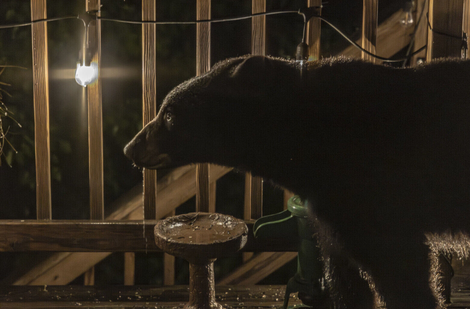 ‘There’s a bear on the deck’: What DC-area homeowners should know about black bears