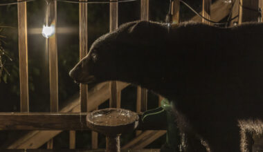 ‘There’s a bear on the deck’: What DC-area homeowners should know about black bears