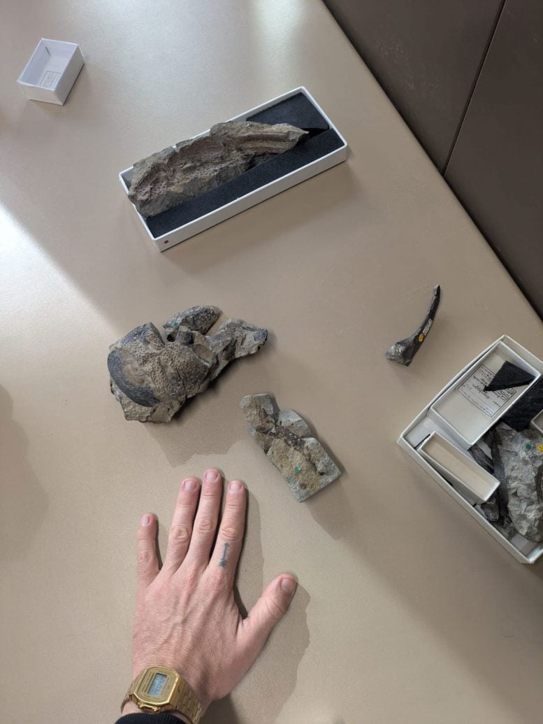 Praearcturus Gigas Fossil