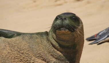 NOAA identifies cause of death for Hawaiian monk seal found off Nanakuli