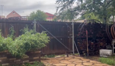 What are those swarms of flying insects following rainstorms?