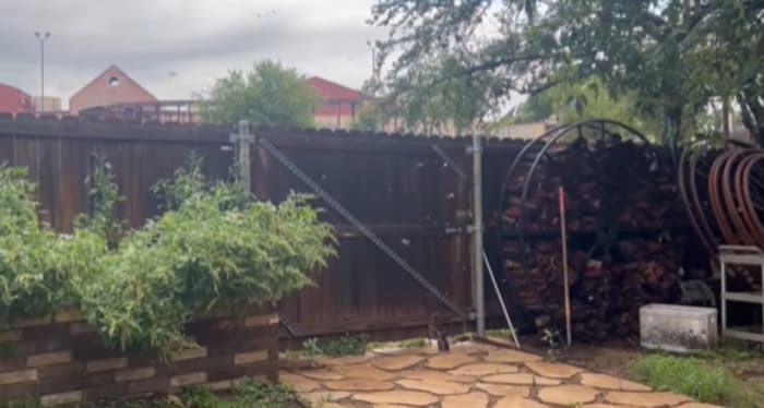 What are those swarms of flying insects following rainstorms?