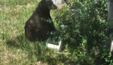 Bear in Loveland yard