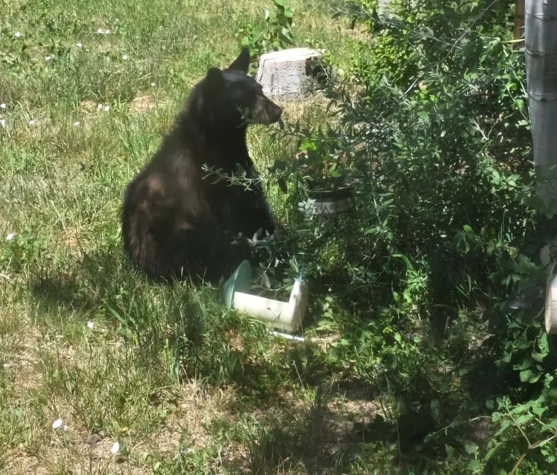 Bear in Loveland yard