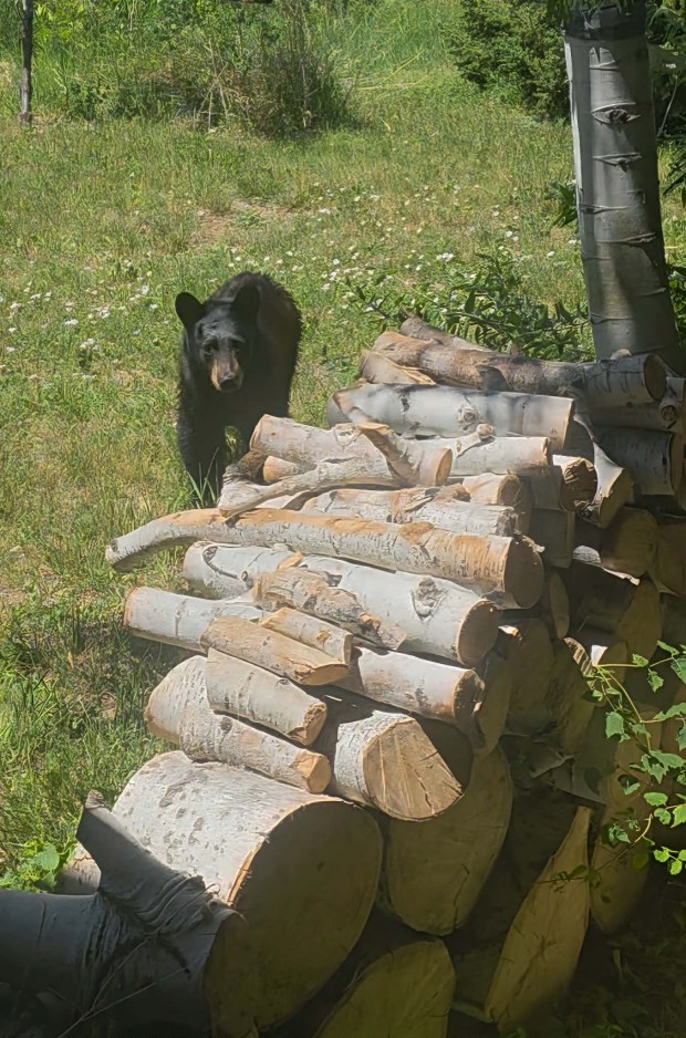 A bear wandered near Amy Randall's south Loveland home last Wednesday searching for food. Colorado Parks and Wildlife officials said that such encounters are common, and encouraged residents to take precautions to prevent attracting bears to residential areas (courtesy Amy Randall).