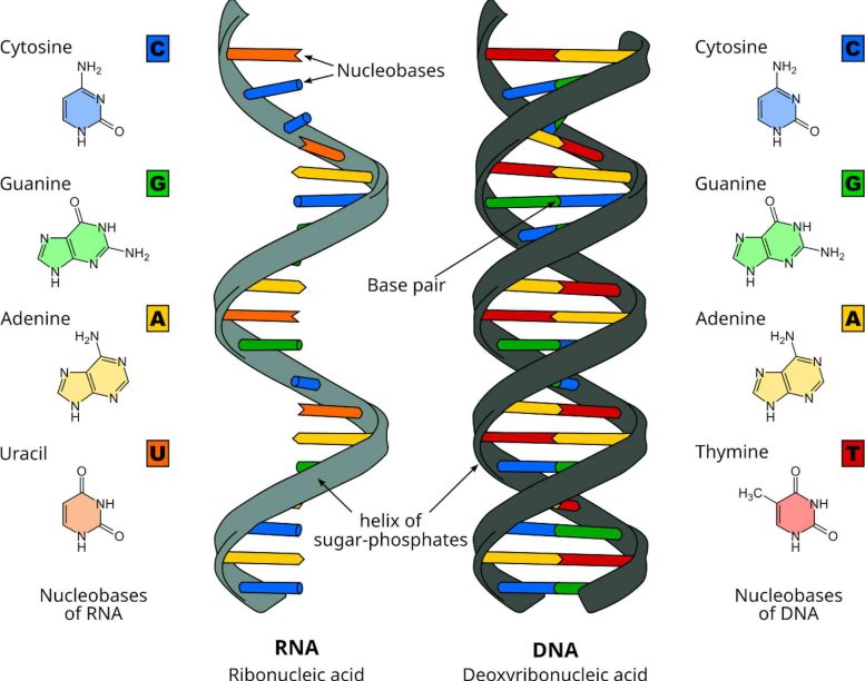 RNA and DNA Diagram