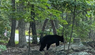 Black bear spotted in Lexington neighborhood