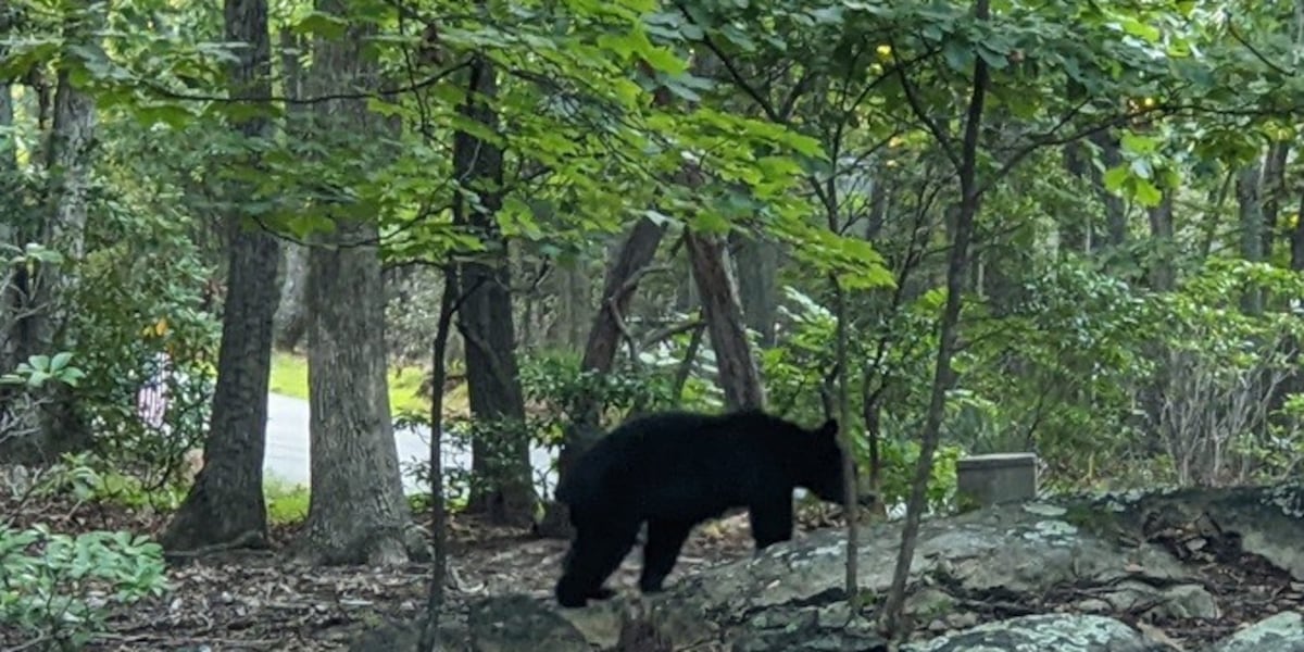 Black bear spotted in Lexington neighborhood
