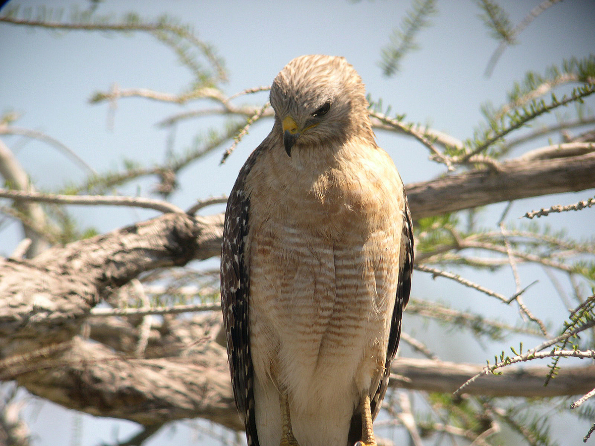 This wildlife drama is happening right in my backyard