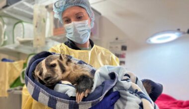 Urban Sprawl Is Flooding Wildlife Rehab Center With Eagles, Foxes and Coyotes