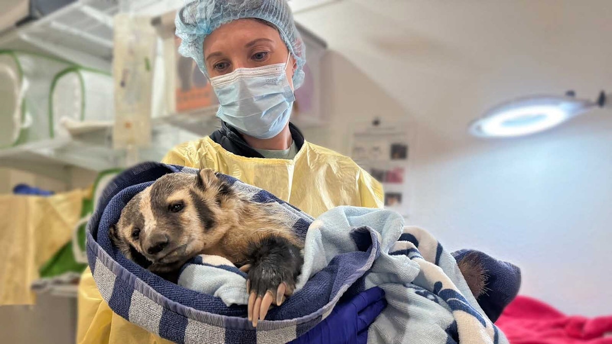 Urban Sprawl Is Flooding Wildlife Rehab Center With Eagles, Foxes and Coyotes