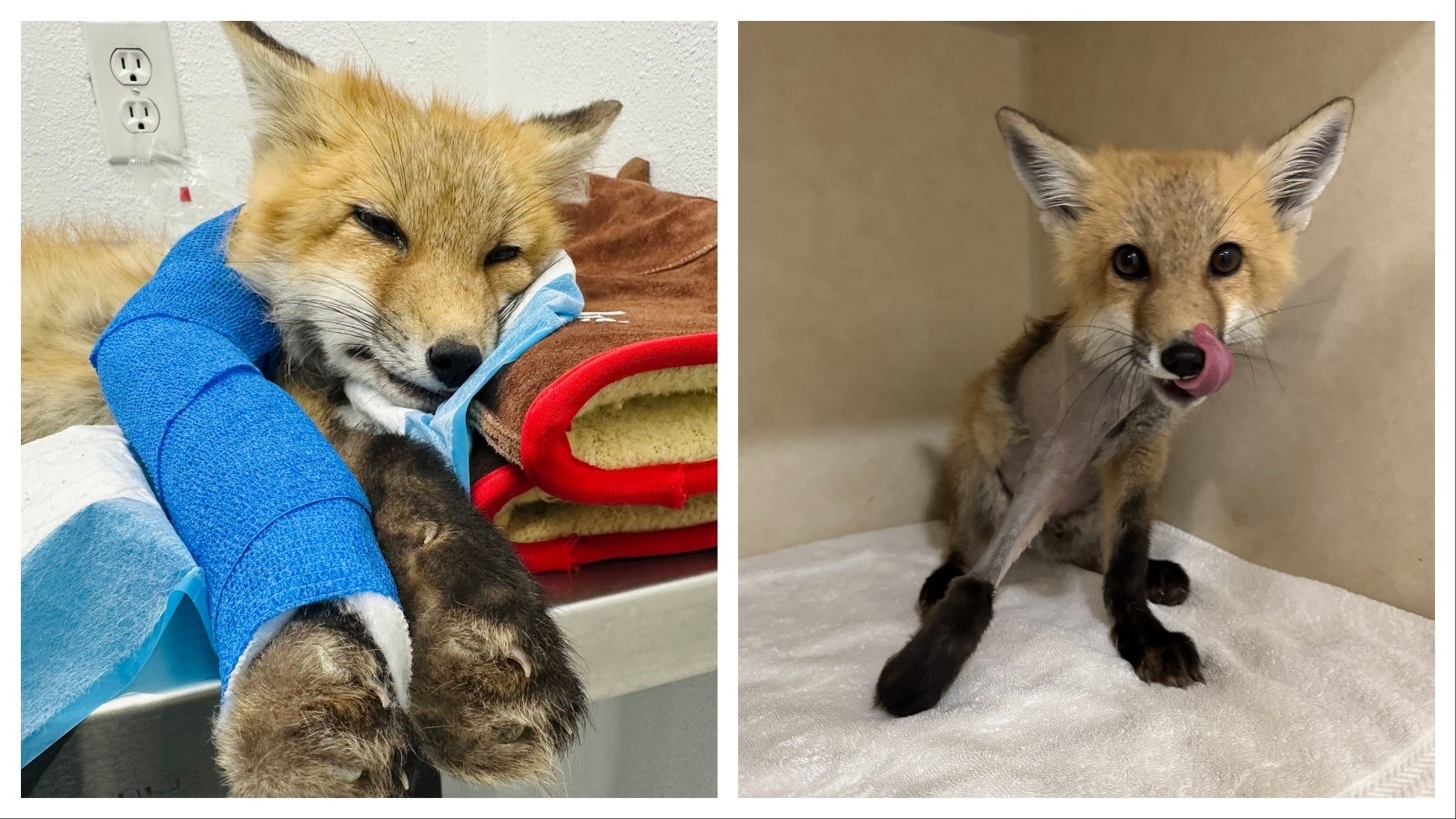 A kit, or young red fox, recovers after surgery for a broken leg at the Rocky Mountain Wildlife Alliance’s wildlife hospital in Sedalia, Colorado.