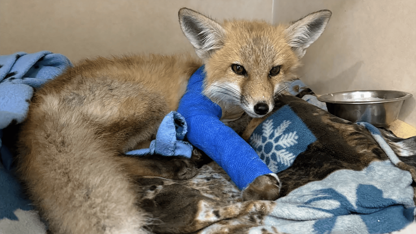 A kit, or young red fox, recovers after surgery for a broken leg at the Rocky Mountain Wildlife Alliance’s wildlife hospital in Sedalia, Colorado.