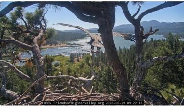 2026 Big Bear eaglet Luna soars from nest a day after sibling Sandy flew off – San Bernardino Sun