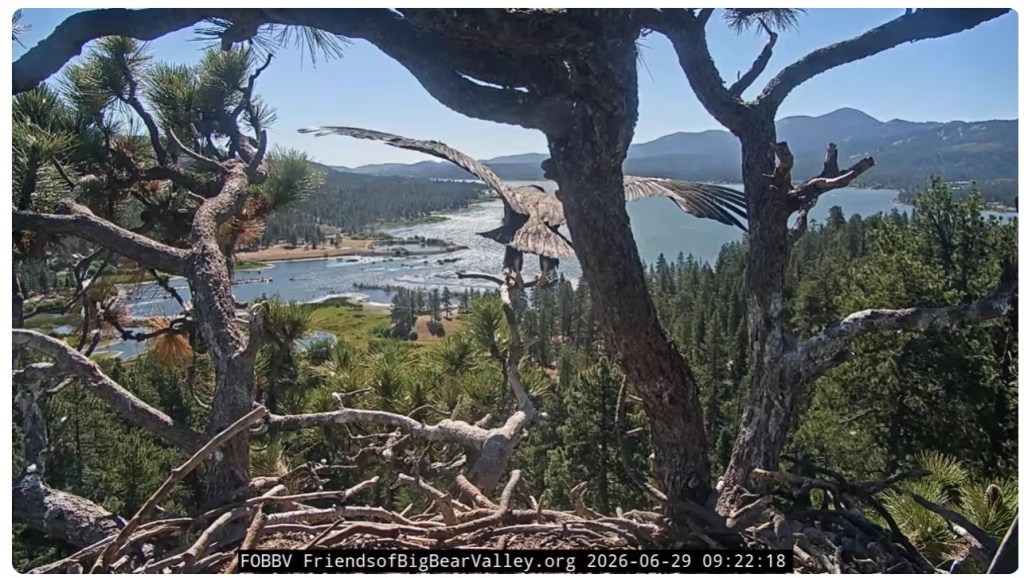 2026 Big Bear eaglet Luna soars from nest a day after sibling Sandy flew off – San Bernardino Sun