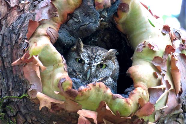 A western screech owl stares out from a tree nook along the Seaborg trail at Briones Regional Park in Martinez. (Courtesy Isaac Aronow)