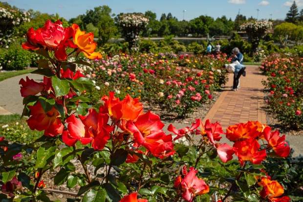 Visitors stop to smell the roses at The Gardens at Heather Farm at Heather Farm Park in Walnut Creek, Calif., on Monday, April 28, 2025. The Gardens at Heather Farm is a six-acre area established in 1968 as a living museum, a wildlife habitat, and an outdoor classroom. (Jose Carlos Fajardo/Bay Area News Group)