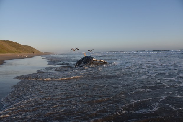 A 39-foot-long juvenile humpback whale washed up Friday June 5, 2026 on Sunset State Beach near Watsonville, Calif. Researchers at UC-Santa Cruz found that the animal, shown here on June 6, 2026, died with high levels of domoic acid in its system. The naturally occurring neurotoxin is produced by algae blooms in the ocean. (Photo: Long Marine Lab Stranding Network)