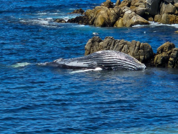 A dead humpback whale was found floating near the harbor seal observation area by Hopkins Marine Station in Pacific Grove on Wednesday, June 3, 2026. Lab tests confirmed the presence of domoic acid in a sample collected from the whale. (David Timonera/Monterey Herald Correspondent)
