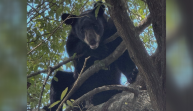 Black bear safely relocated after hours-long operation in Hartford