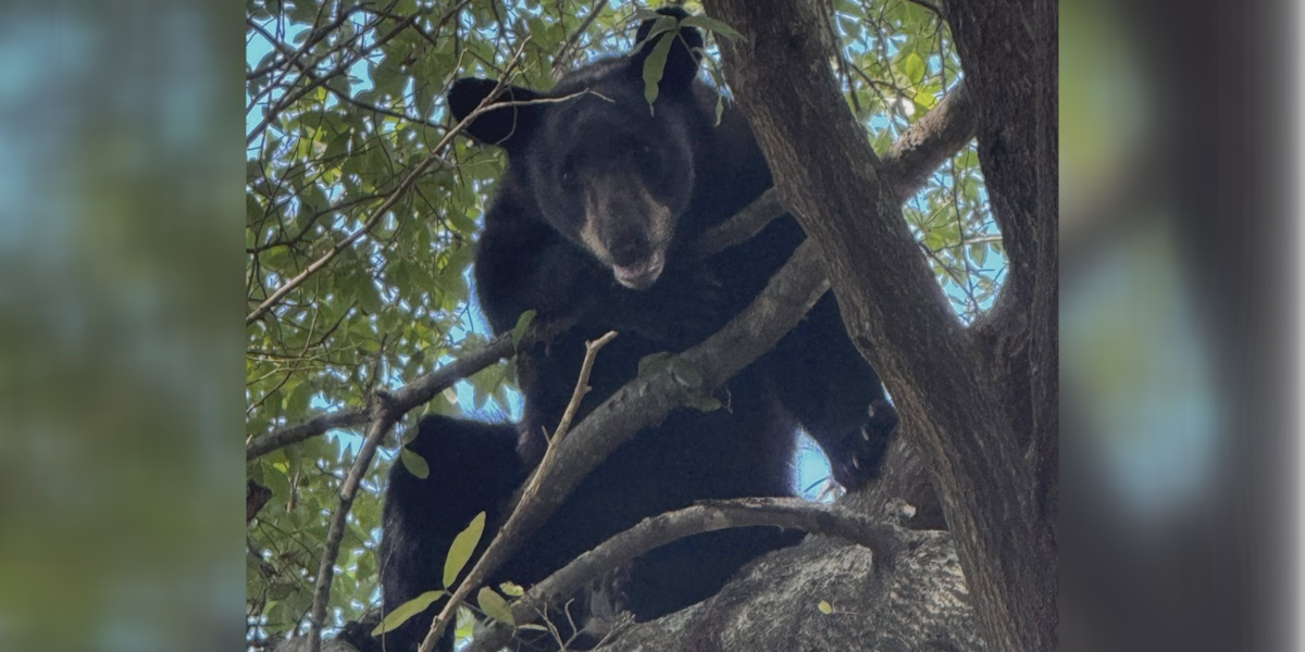 Black bear safely relocated after hours-long operation in Hartford