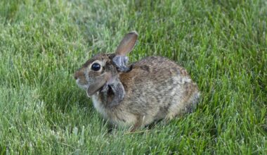 Zombie rabbits? Not quite, but the virus infection is a sci-fi horror