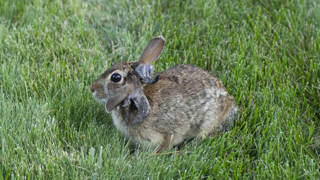 Zombie rabbits? Not quite, but the virus infection is a sci-fi horror