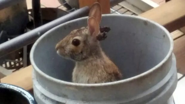 In a bucket, a wild rabbit bearing horn-like protrusions.