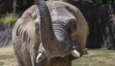 New African savanna elephant welcomed at San Diego Zoo Safari Park