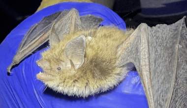 Live little brown bat confirmed in eastern Nebraska for first time since 2016
