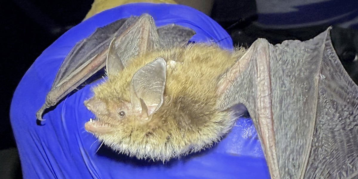 Live little brown bat confirmed in eastern Nebraska for first time since 2016