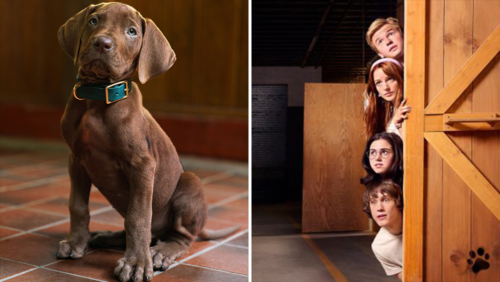 Meet Scooby-Doo! First Look At The Iconic Canine In Live-Action Series