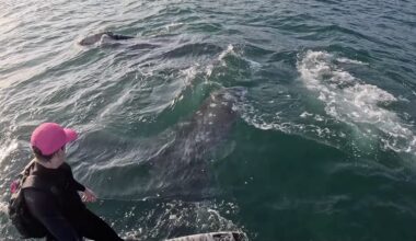 Santa Barbara Foil Surfer Who Filmed Shark Chase Has Run-In with Whales
