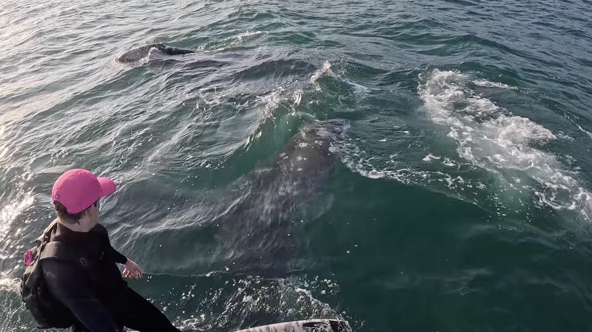 Santa Barbara Foil Surfer Who Filmed Shark Chase Has Run-In with Whales