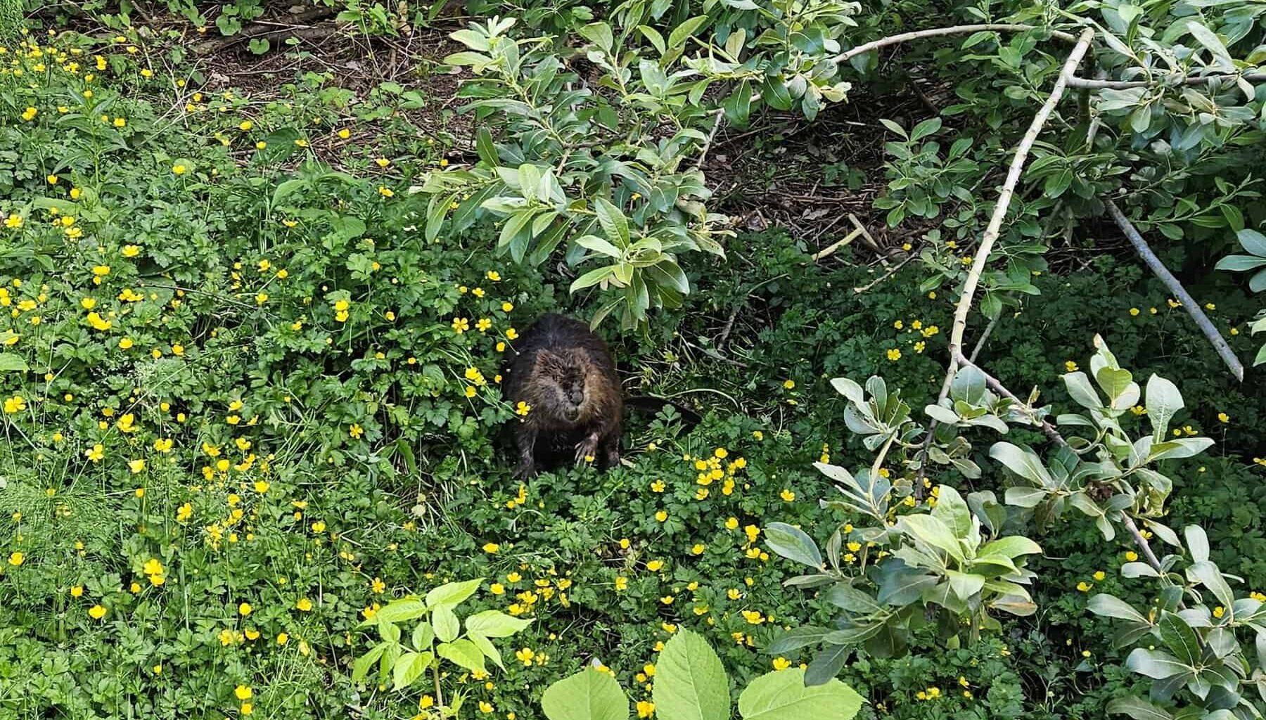 Beaver spotted at the Ballard Locks