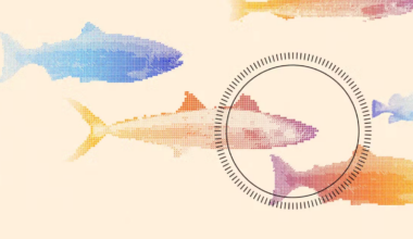 drawing of several fish