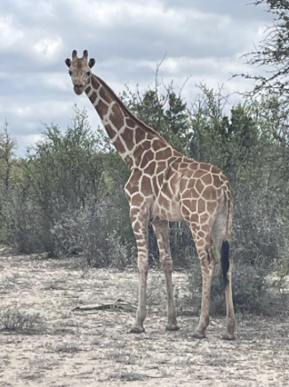 A photo of Gracie the giraffe among shrubs.