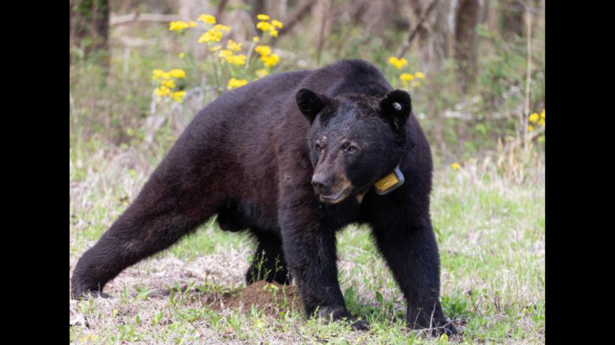 Why black bears are appearing in Coast neighborhoods now