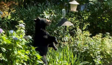 News 12 | Westchester | Black Bear Sighting In White Plains Neighborhood Prompts Safety Reminder