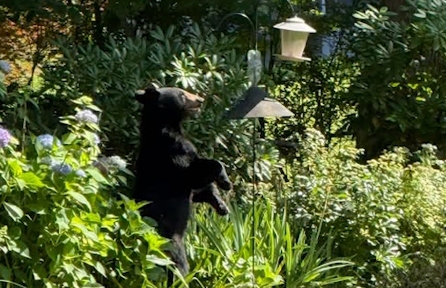 News 12 | Westchester | Black Bear Sighting In White Plains Neighborhood Prompts Safety Reminder
