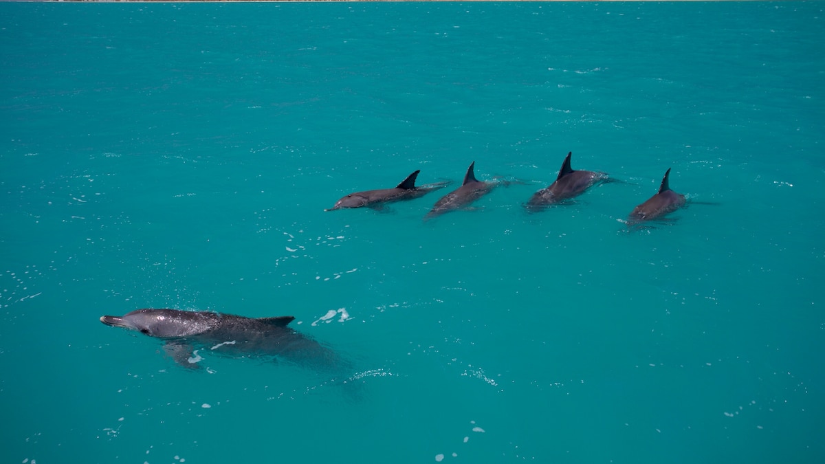How female dolphins know which males to avoid