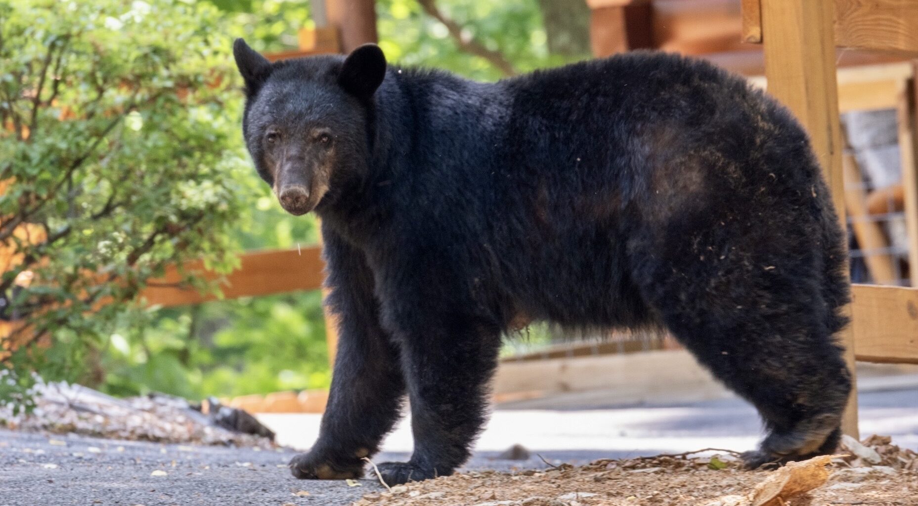 Black bears in Nashville? Wildlife officials say bears are on the move