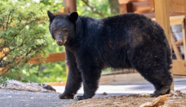 Black bears in Nashville? Wildlife officials say bears are on the move