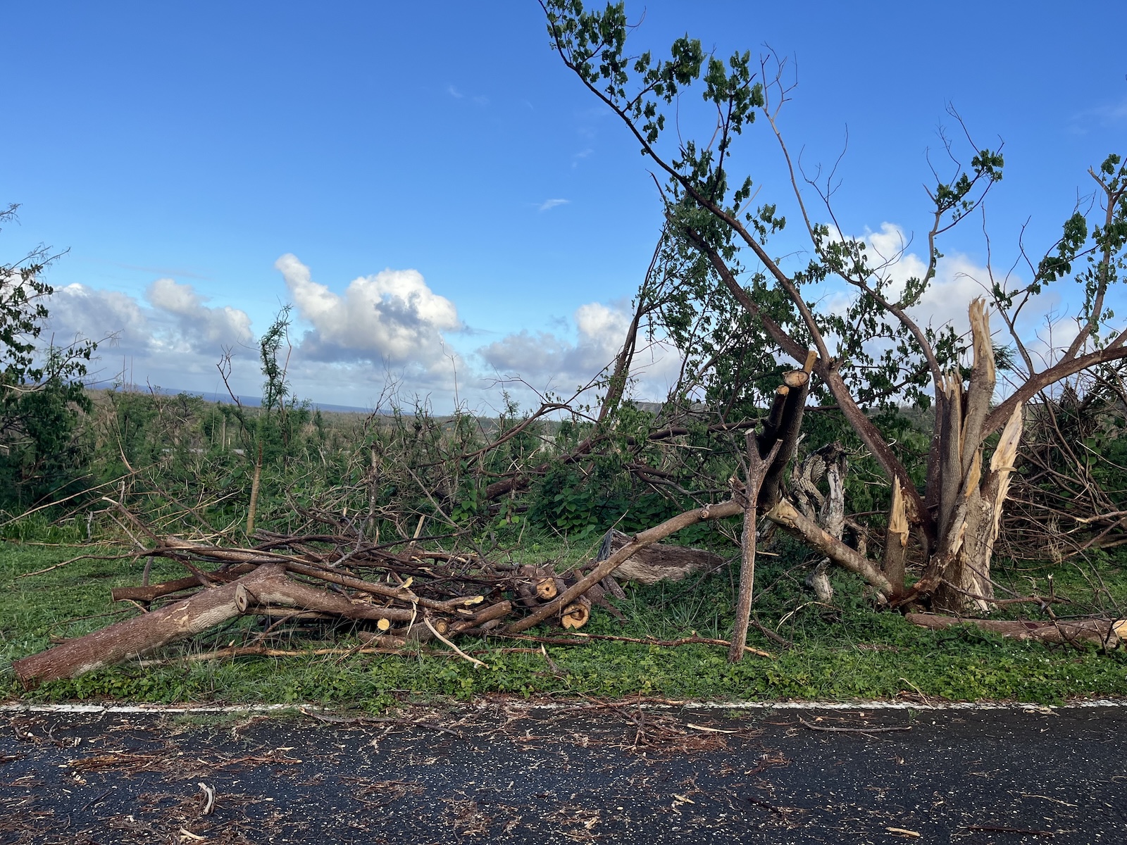a broken tree near a road after a typhoon