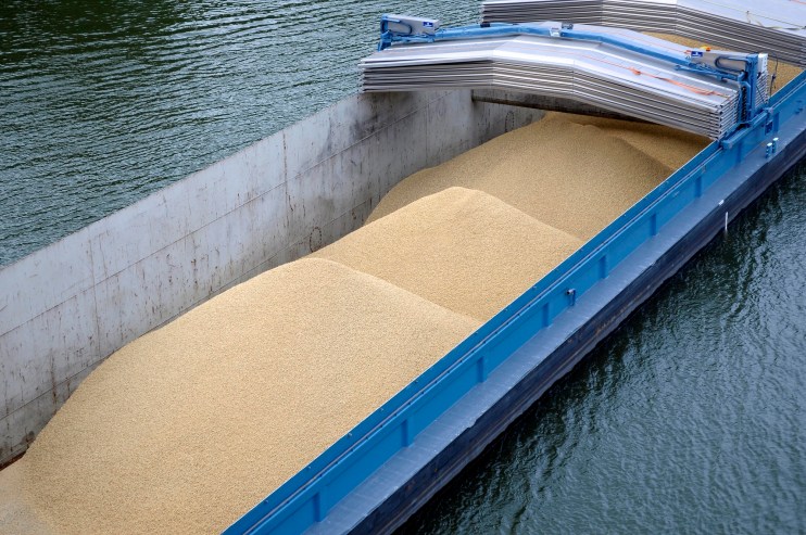 soybean