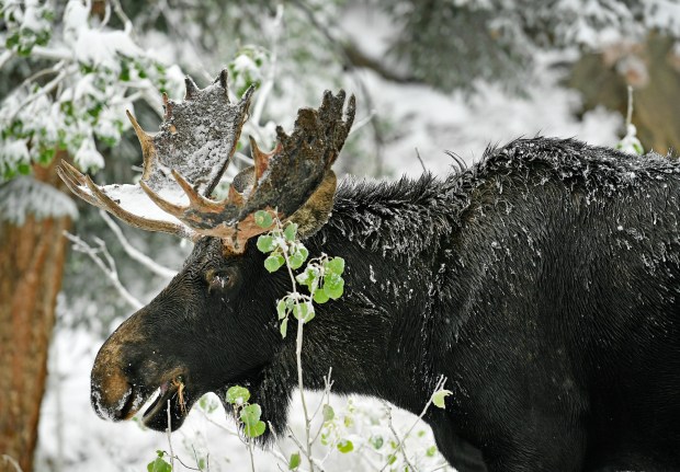 A moose nibbles on Aspen leaves in Nederland. (Photo by Helen H. Richardson/The Denver Post)