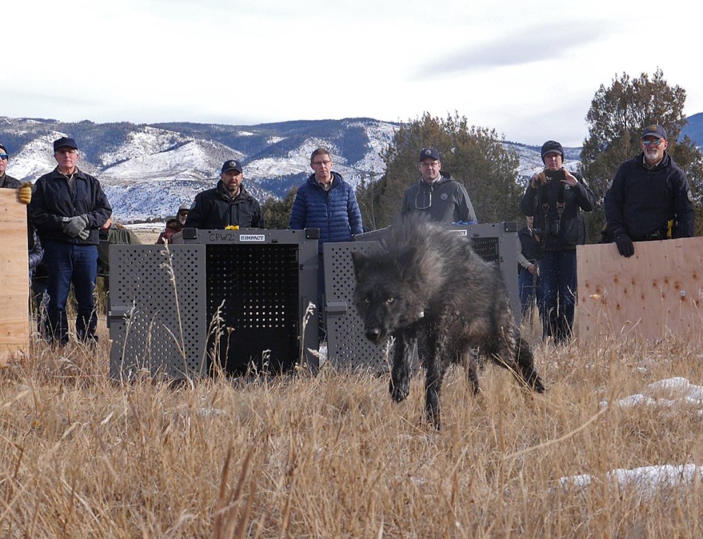 Colorado wildlife officers kill gray wolf linked to attacks on 22 sheep