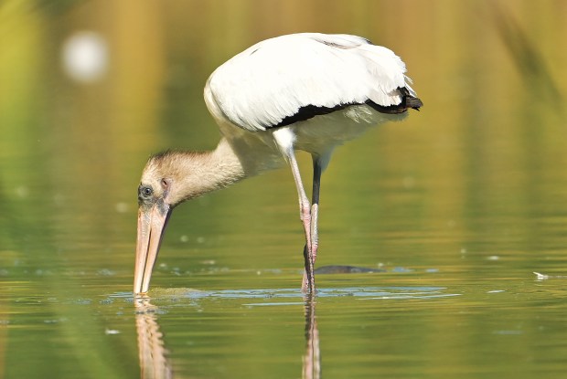A juvenile wood stork feeds near the shoreline of Alexx & Michael's Pond in Broomfield on Aug. 21, 2025. The tropical bird, rarely seen outside of Florida, marks the first recorded sighting of a wood stork in Colorado in 91 years. (Photo by RJ Sangosti/The Denver Post)